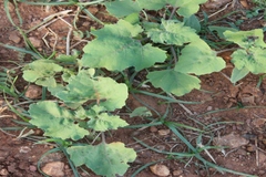 Xanthium indicum